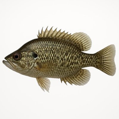 rock_bass.jpg