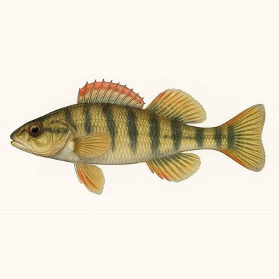 Coosa Darter_040e2d36-1c7f-44a6-8a7f-7a1ffad937be.jpg