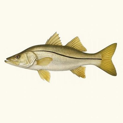 Common Snook_53f9b996-1c19-4de2-ac8f-a9fc51bcd25a.jpeg