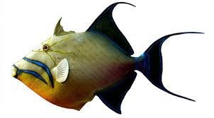Queen Triggerfish_454139ec-0d4b-49a0-af60-4ee64a748a55.jpg