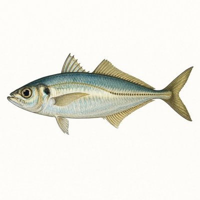 Atlantic Horse Mackerel_58b3a4e3-1a03-404a-bb07-f8a1832117b7.jpg