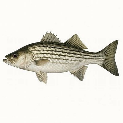 Stripped Bass_16761f47-4862-4d1c-b245-f1d1e68d9d88.jpeg