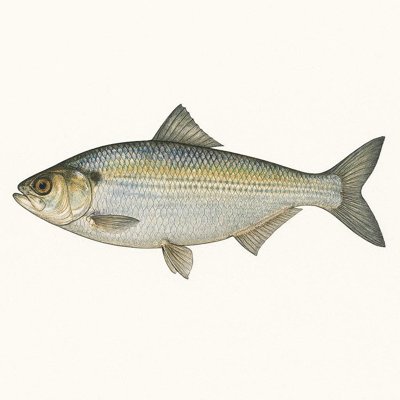 Allis Shad_7a7a0660-80a3-4a31-b361-5396a2371c57.jpg