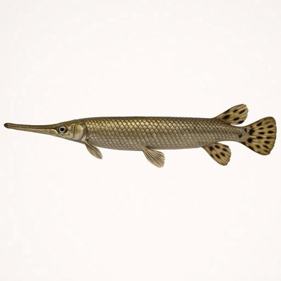 Longnose_gar.jpg