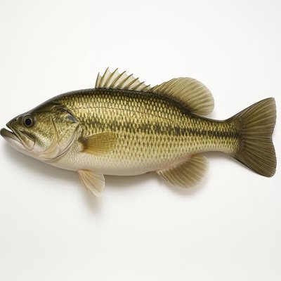 Largemouth_Bass.jpg