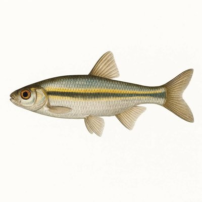 Coosa Shiner_66604bd8-2729-47c4-939b-b210ca45b04b.jpg