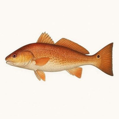 Red Drum (Redfish)_59d8c42b-6052-457a-9e51-c62842eda772.jpeg