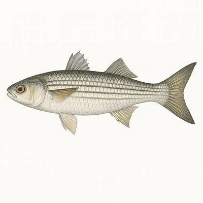 Striped Mullet_aaabc23d-e203-495b-87d8-707a2c61d693.jpeg