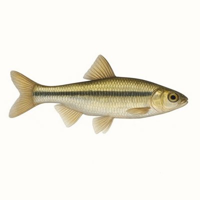 Tamaulipas Shiner_387595bf-d5a8-4290-9412-9424a87442bd.jpg