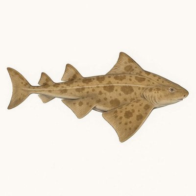 Atlantic Angel Shark_c275e58c-f502-4863-9a04-72a63c2d6a0f.jpg