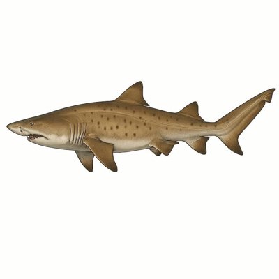 Sand Tiger Shark_d4fd97bd-10fe-4f3d-a7cd-5fd65fee8dcf.jpg