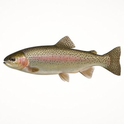 rainbow_trout.jpg