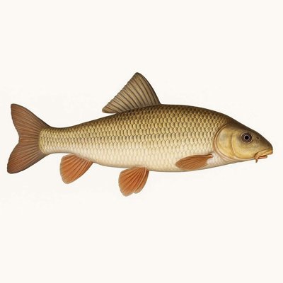 White Sucker_66ca35c8-5c7a-47c2-a549-8f79fb922727.jpg