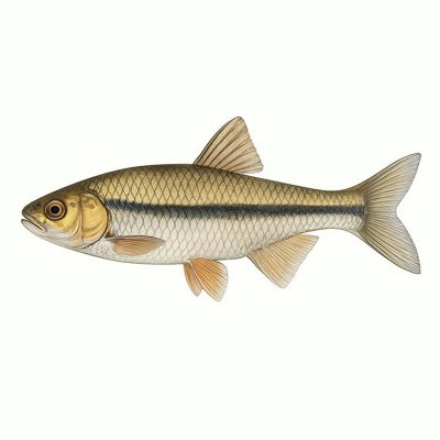 Whitetail Shiner_d1f473c6-86e8-40c8-bb21-3ce5b16d3d13.jpg