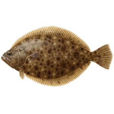 Summer_Flounder.jpg