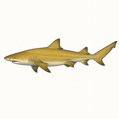 Lemon Shark_d12a62c8-6837-4aed-97a0-1c9da570927e.jpeg